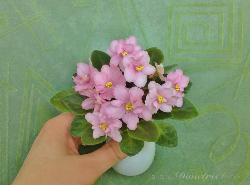 мини Rob's Itty Bitty 613.JPG