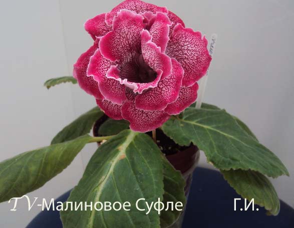 _TV-Малиное-Суфле.jpg