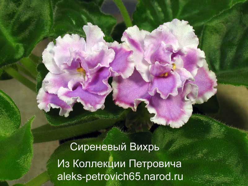 -Вихрь.jpg