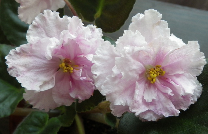 - Колыбель Жизни.jpg