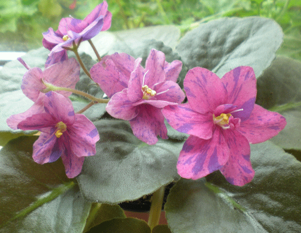 ЕК-Бразильский-карнавал-8,08,2011.gif