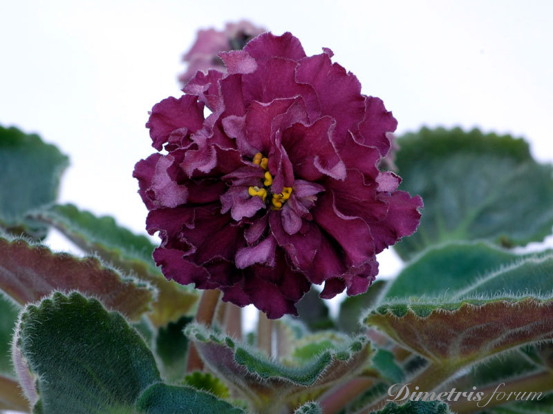 Aca’s-Puff-Ball-(Brownlie).jpg