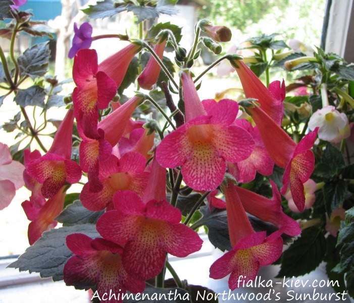 Achimenantha Northwood’s Sunburst.JPG
