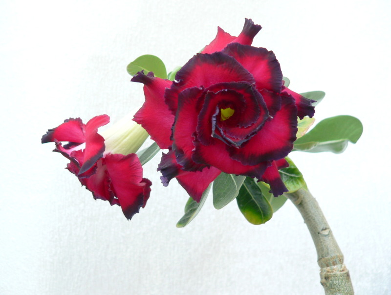 Ad. Amazing Rose   616.JPG