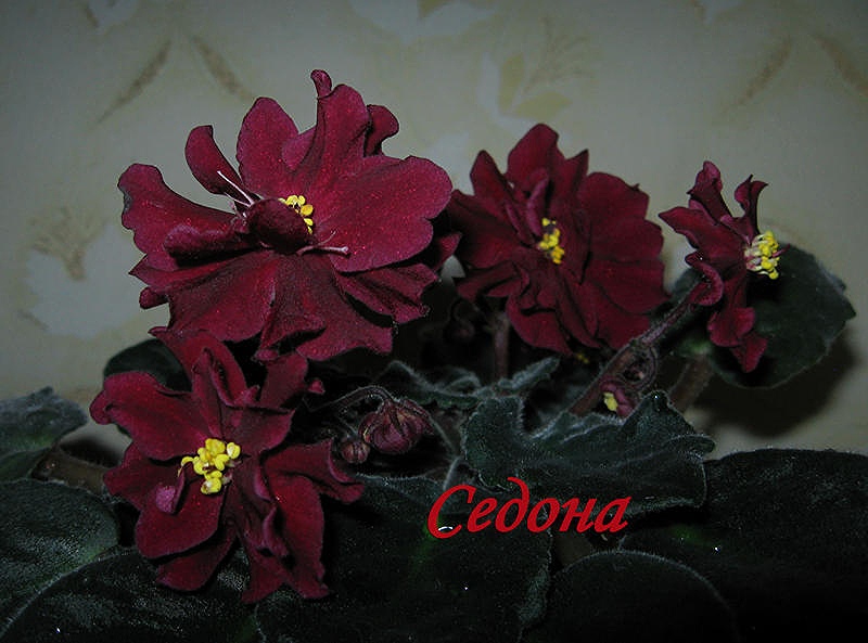 седона.jpg