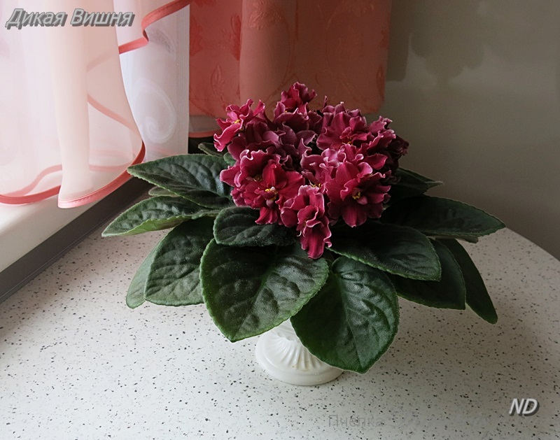 Дикая Вишня 3.JPG