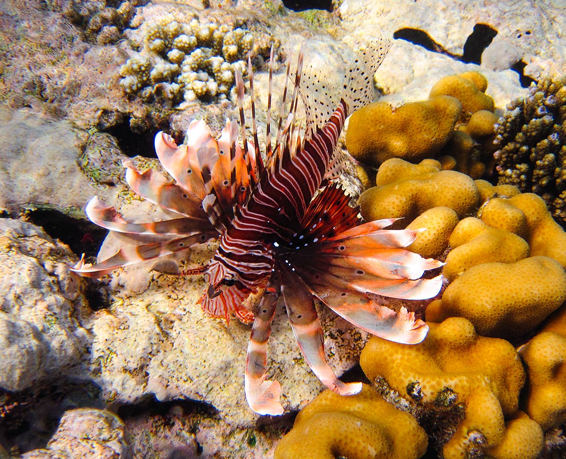 Индийская-крылатка-Pterois-miles.jpg