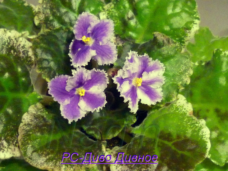 Диво Дивное 13-04-2013.jpg