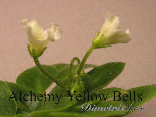 Alchemy Yellow bells.jpg
