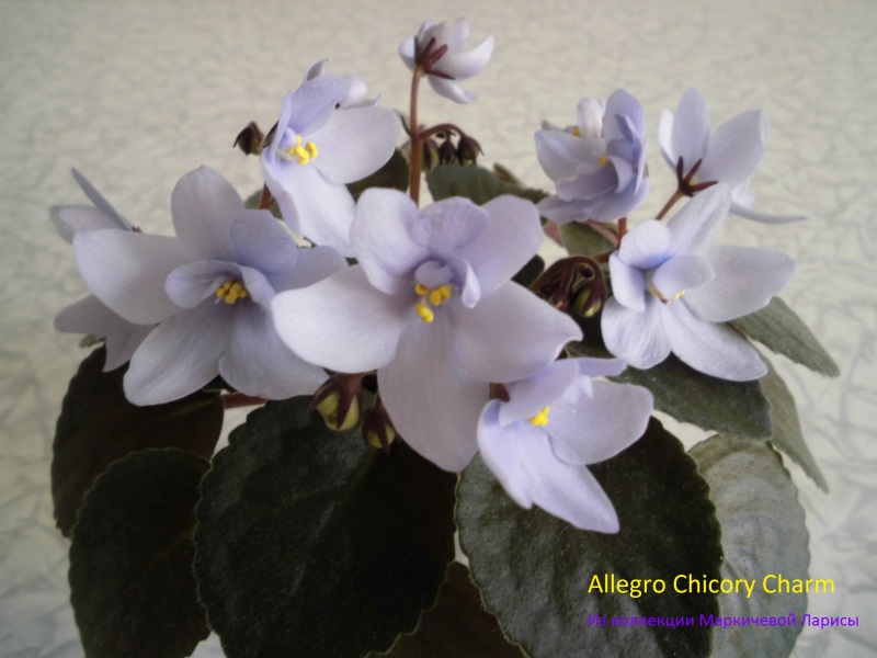 Allegro Chicory Charm 1.jpg