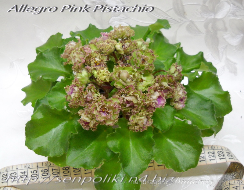 Allegro Pink Pistachio.jpg