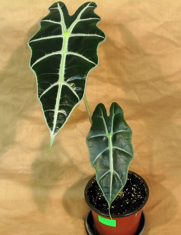 Alocasia_Amazonica-2.jpg
