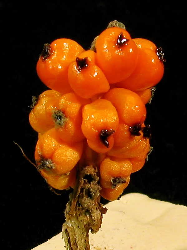 alocasia_berry-045.jpg