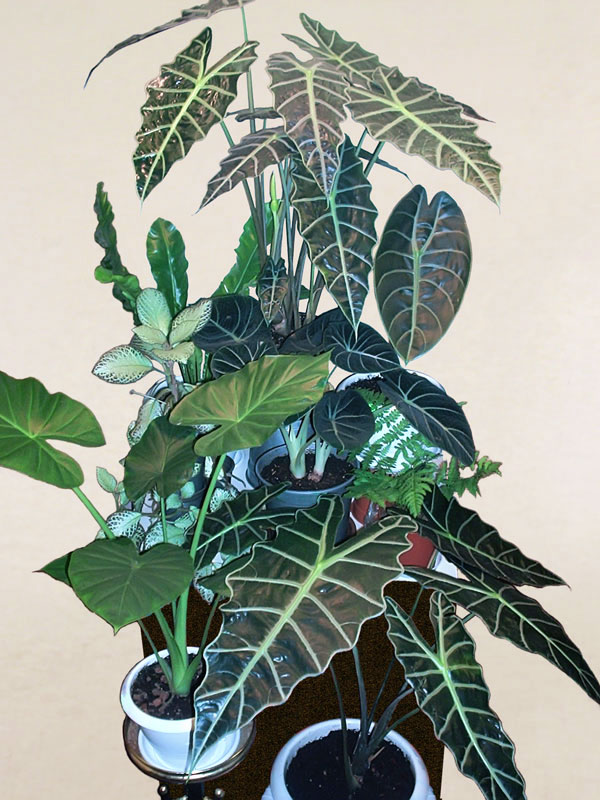 alocasia_mix-007_d.jpg