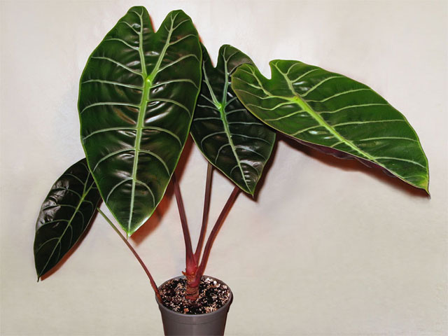 alocasia_sedenii-027_d.jpg
