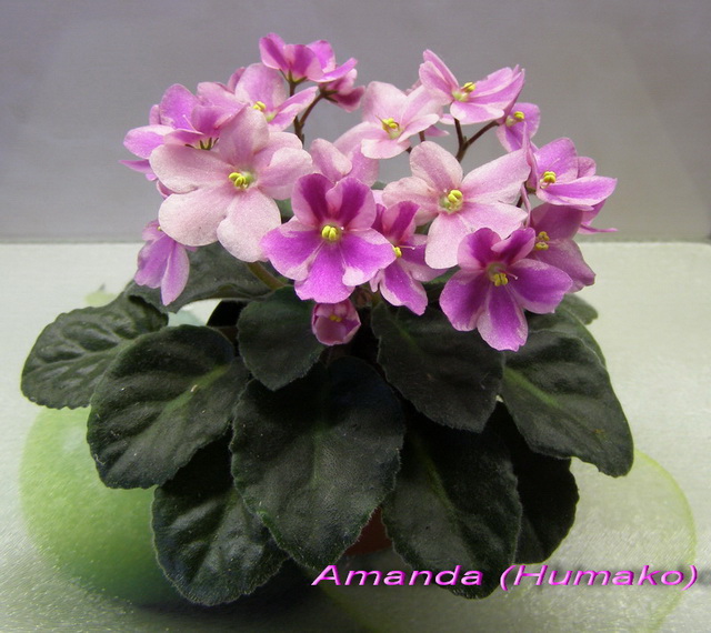 Amanda (Humako)1_k_640.jpg