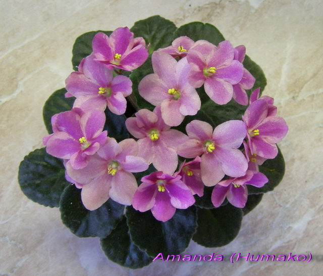 Amanda (Humako)_k_640.jpg