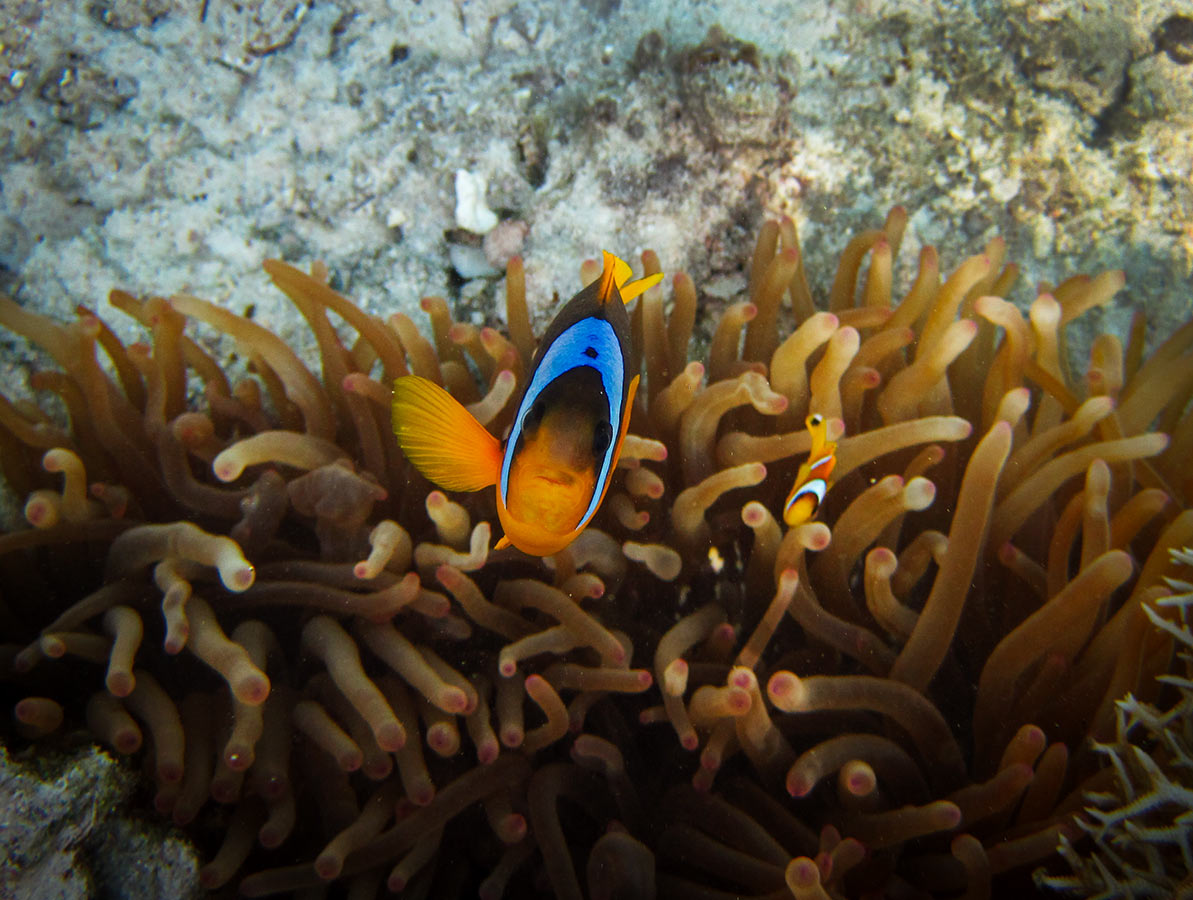 Amphiprion-bicinctus---Красноморская-рыба-клоун.jpg