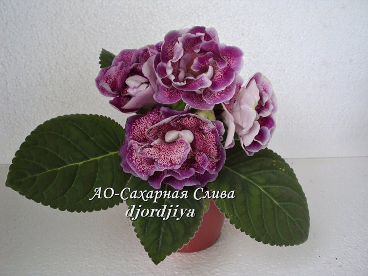 AO_Sakharnaia_slyva_800.jpg