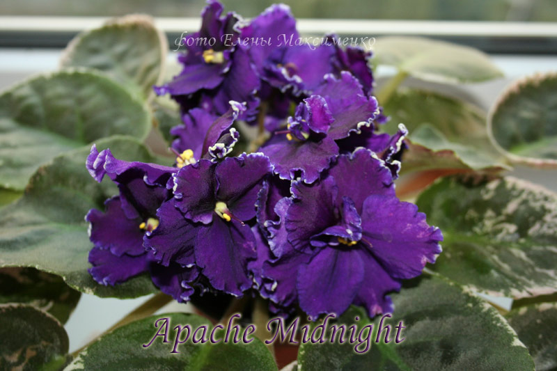 apache-midnight.jpg