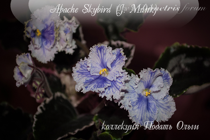 Apache Skybird-02.jpg