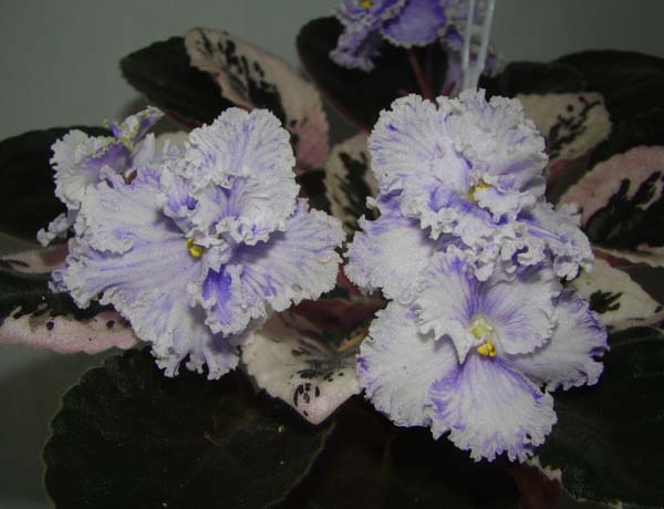 Apache Skybird (J. Munk).jpg