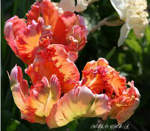 Apricot Parrot copy.jpg