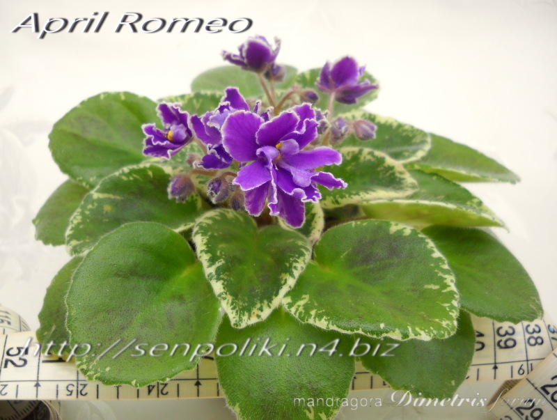 April Romeo.jpg