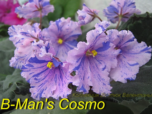 B-Man's Cosmo.jpg