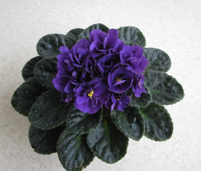 Ballerina’s Iris.JPG