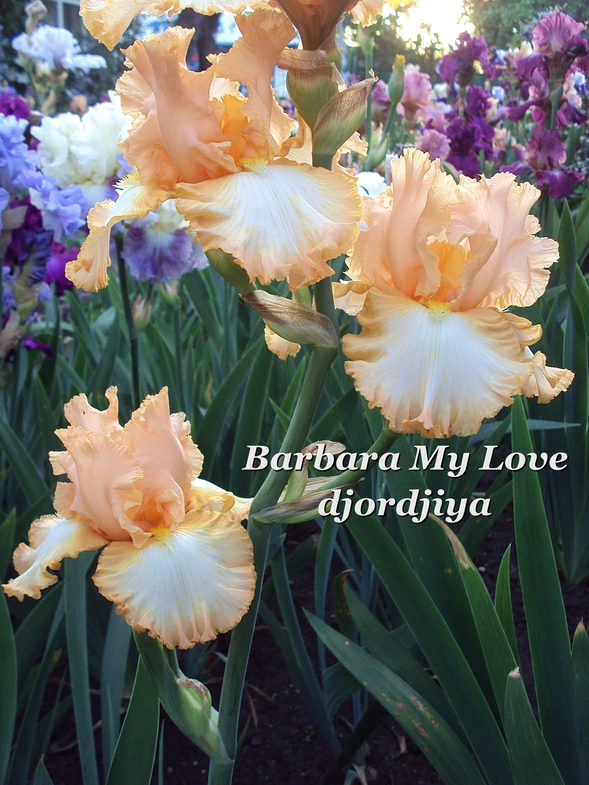 Barbara My Love.jpg