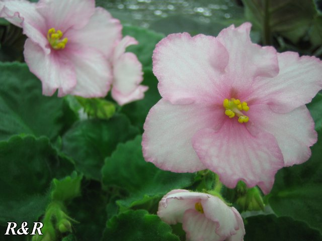 bd93d7bb671e.jpg