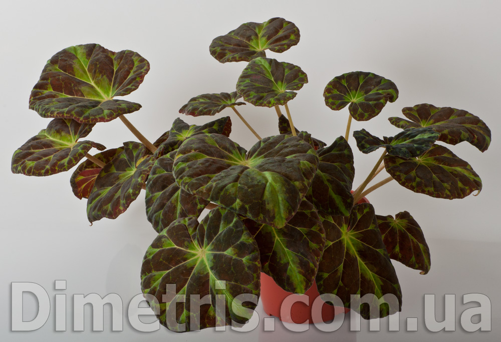 Begonia-barsalouxiae.jpg
