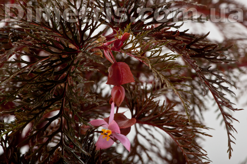 Begonia-bipinnatifida_1.jpg