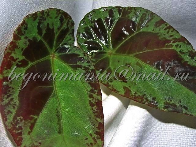Begonia burkillii ...jpg