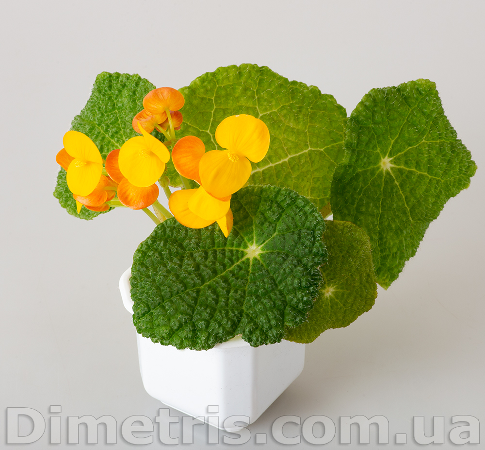 Begonia-Stautdii.jpg