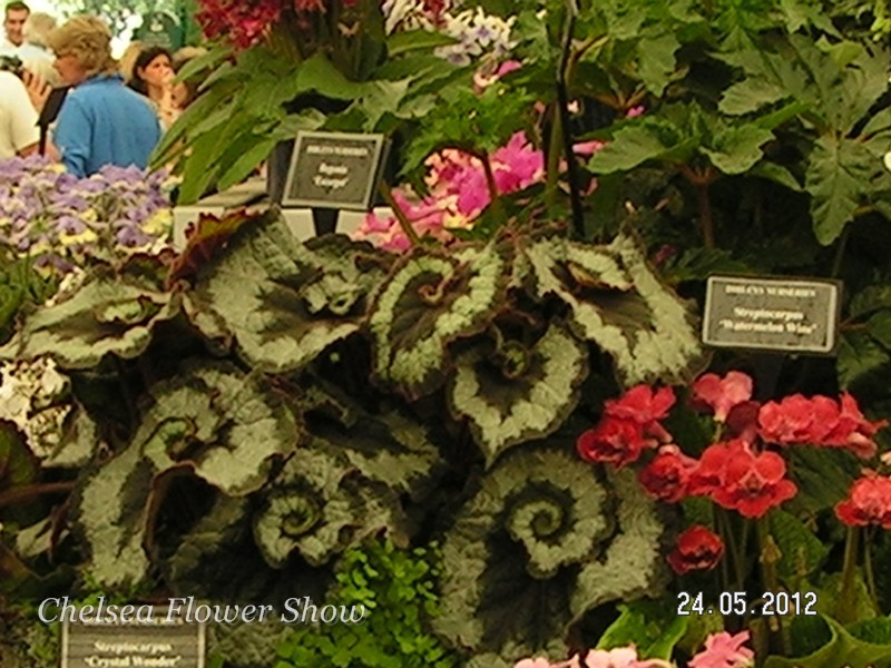 begonias.JPG