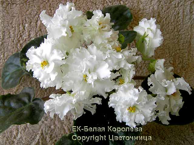 bel_korol640.jpg