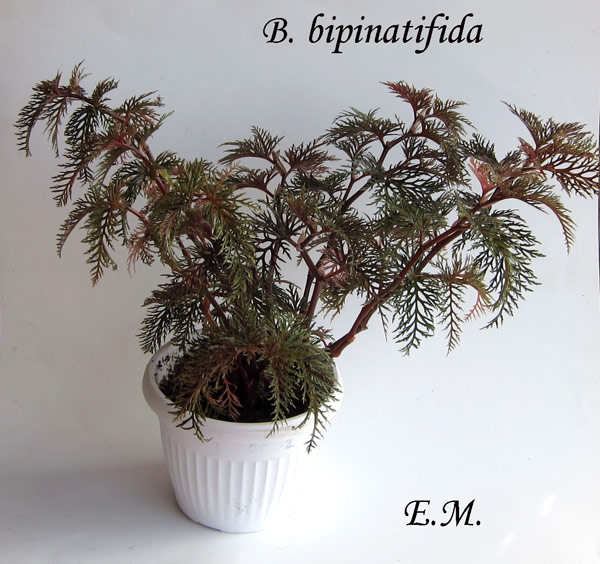 bipinatifida.jpg