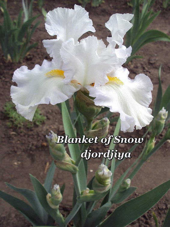 Blanket_of_Snow_800.jpg
