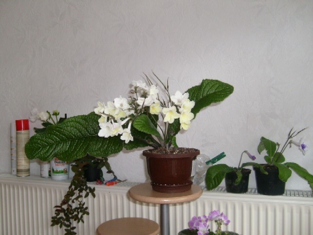 Blumenkollektion1 024.jpg