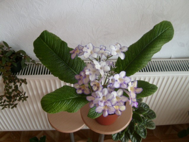 Blumenkollektion1 031.jpg