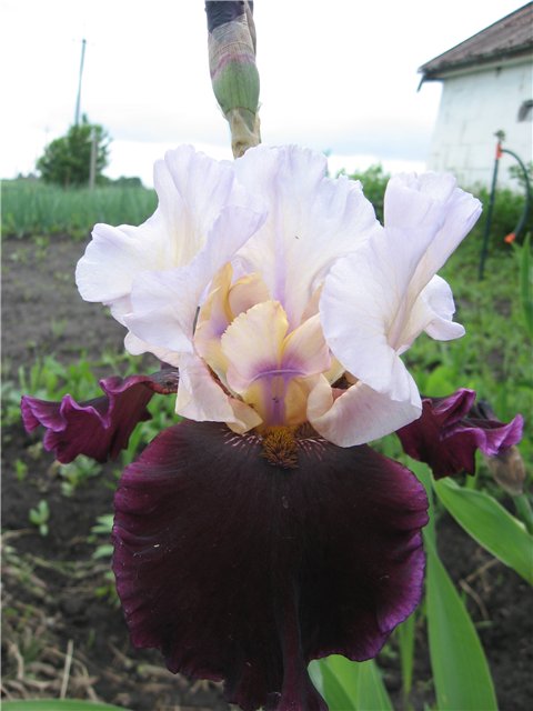 BRAZILIAN HOLIDAY.jpg