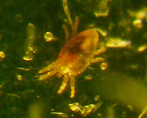 Brevipalpus-obovatus-2.jpg