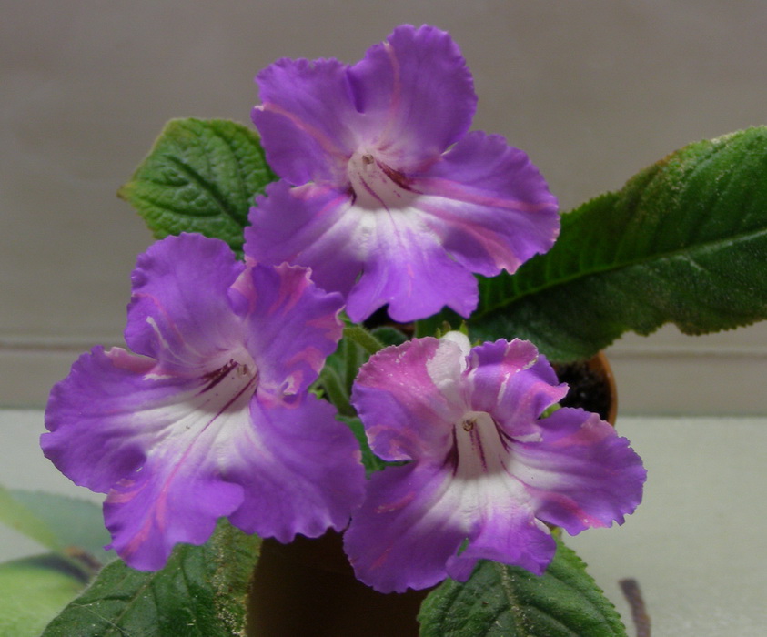 Bristol's Party Boy.jpg