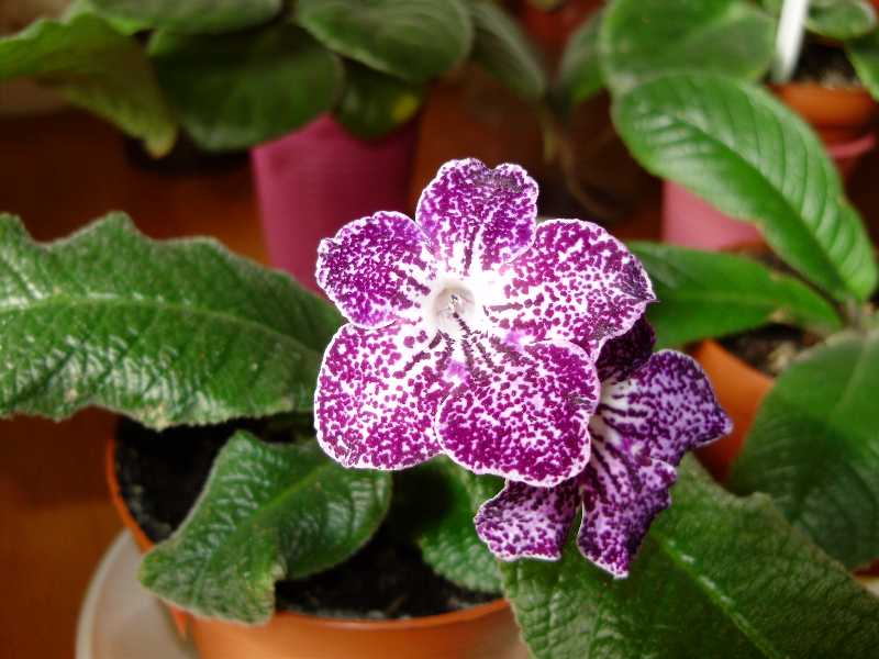 Bristol’s Tractor Beam.jpg