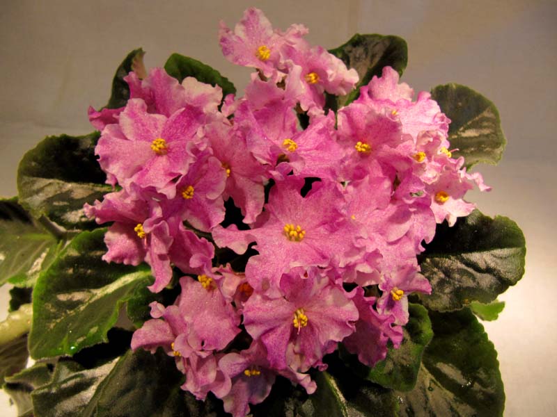 Bubble Gum Charm1.jpg