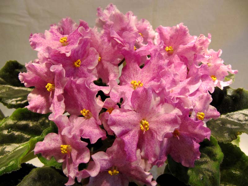 Bubble Gum Charm2.jpg