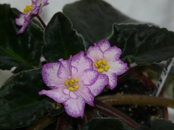 Bubble Gum Charm (Sorano).jpg