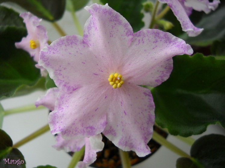 Bubble Gum Sharm.JPG